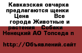 Кавказская овчарка -предлагаются щенки › Цена ­ 20 000 - Все города Животные и растения » Собаки   . Ненецкий АО,Топседа п.